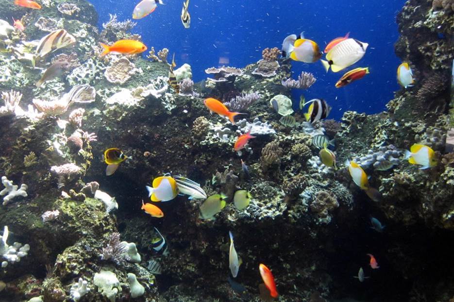 Hawaii Tropical Saltwater Aquarium Fish Report - Hawaii Tropical